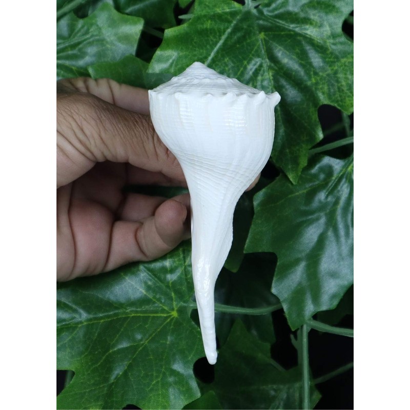 ASHIRWAD Dakshinavarti Original Shankh Valampuri Sangu Lakshmi Shankh Conch Shell