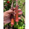 Fresh 25+ Red Burgundy Okra Seeds - NON GMO --