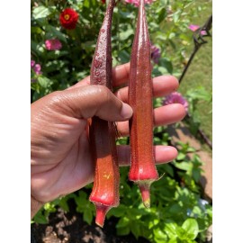Fresh 25+ Red Burgundy Okra Seeds - NON GMO -- Heirloom -- FRESH