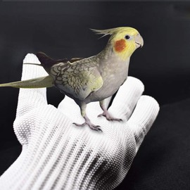 [Amybe] Pet Gloves, Cats, Dogs, Chewing Prevention, Protective Gloves, 1 Pair for Dogs, Cats, Birds, Snakes, Parrots, Parakeets, Lizards, Wildlife, Gardening, Work Gloves, White