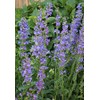 Penstemon Rocky Mountain