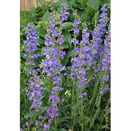 Penstemon Rocky Mountain