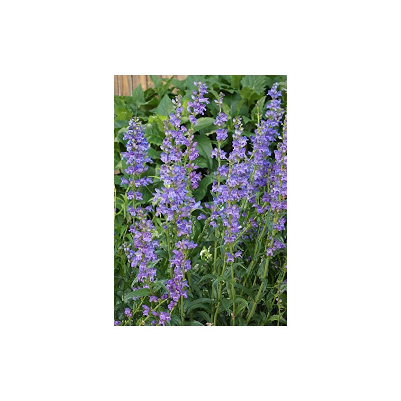 Penstemon Rocky Mountain