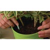 Miracle-Gro Indoor Plant Food Spikes, Includes 48 Spikes - Continuous