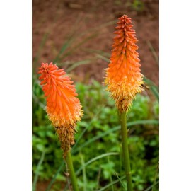 Red Hot Poker/Torch Lily/Poker Plant/kniphofia (1)