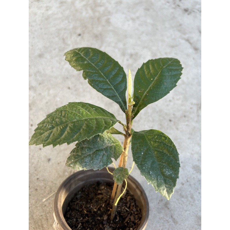 Tree Loquat Tree Seedling 8” With Pot Tropical Plant Sweet