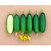 RAISE ME UP: Seeds Self-Pollinated Cucumber Market 38 Days for