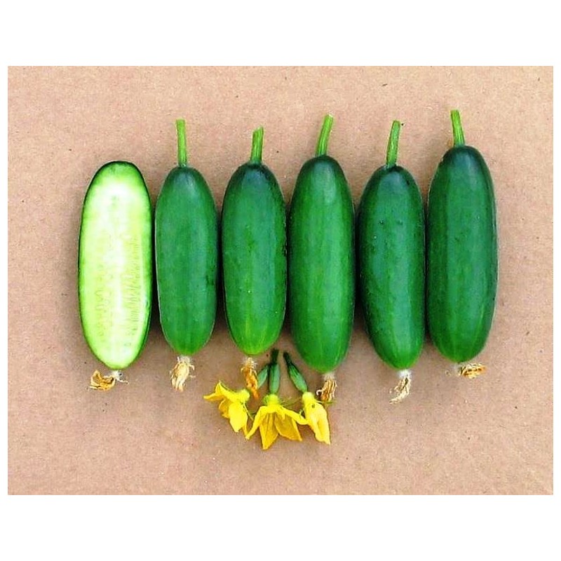 RAISE ME UP: Seeds Self-Pollinated Cucumber Market 38 Days for