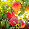 Elberta Peach Tree, Fruit Bearing, Heirloom Variety, Self Polinator, Tree