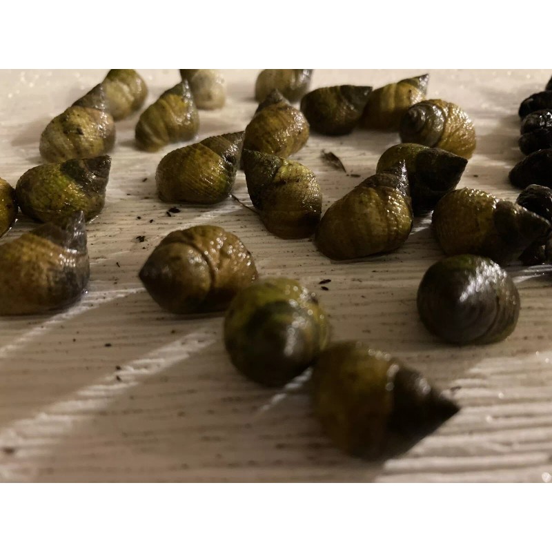 15 Periwinkle + 50 Nassarius Live Saltwater Snails Fish Tank