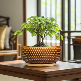EPFamily Bonsai Pots - 8 Inch Succulent Bowl for Indoor Plant, Shallow Round Ceramic Planters with Drainage Hole and Saucer, Boho Home Room Office Apartment Decor, Plant Lovers Gifts, Brown