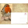 ROTKEHLCHEN Set of 2 Animal Postcard Postcard Birds from Germany
