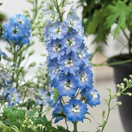 Eden Brothers Delphinium Seeds - Light Blue White Bee
