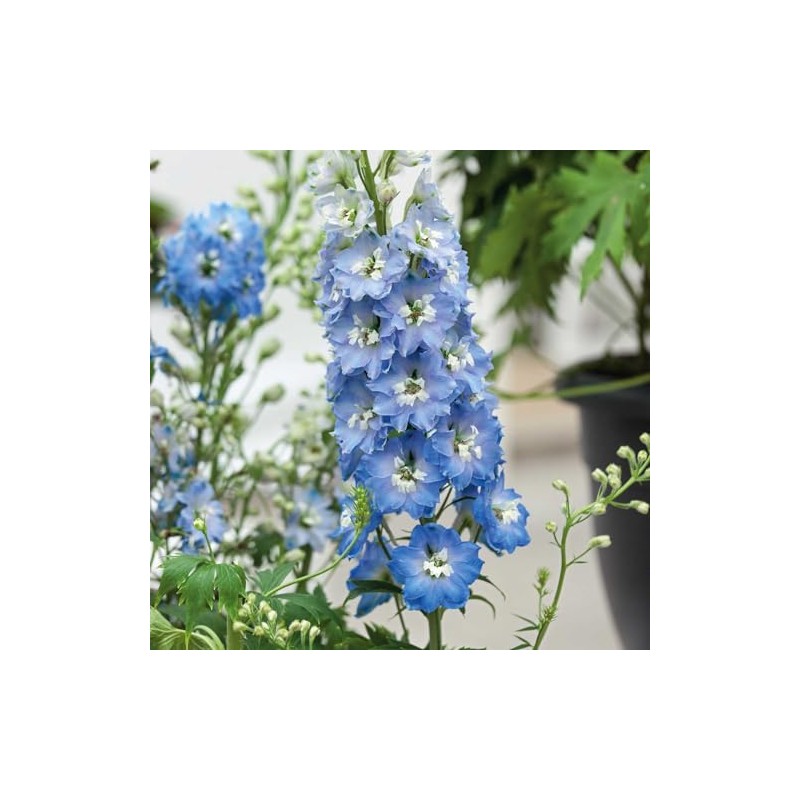 Eden Brothers Delphinium Seeds - Light Blue White Bee