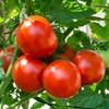 Tomato Garden Seeds - Oregon Spring - 250 Mg Packet