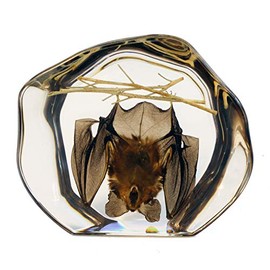 REALBUG Desk Decoration-Hanging Bat, Small Clear