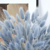VirtuGro 120pcs Bunny Tails Dried Flowers Grey Blue Pampas Grass