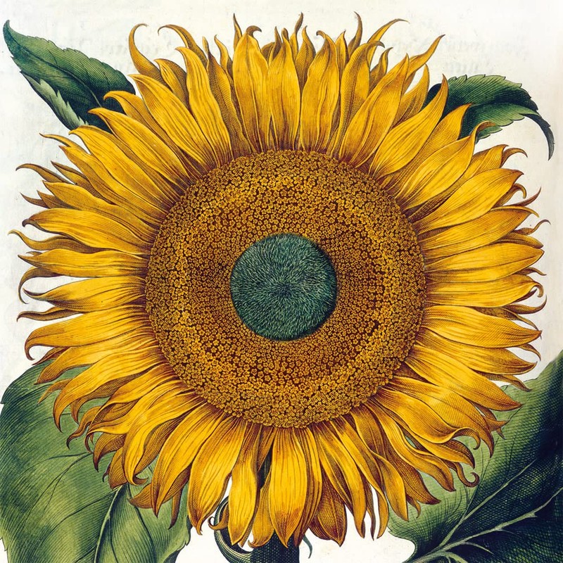 Museums & Galleries - 20 Notecards & Envelopes Boxed (Botanical