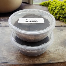 8oz Coco Temperate Springtails | Bulk | Live Arrival Nationwide! (2 Cultures)