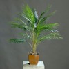 CEMEHA SEEDS - Seeds Canary Palm Tree (Scientific Name: Phoenix