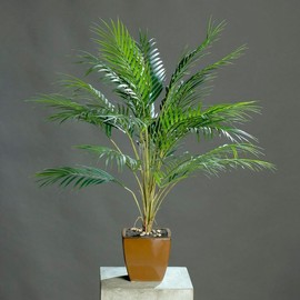 CEMEHA SEEDS - Seeds Canary Palm Tree (Scientific Name: Phoenix canariensis) Indoor Perennial for Planting