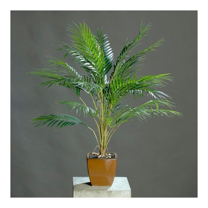 CEMEHA SEEDS - Seeds Canary Palm Tree (Scientific Name: Phoenix