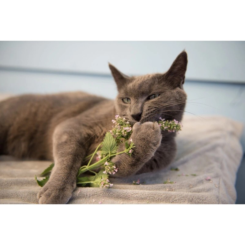 Bonkers Mixx Tender Chicken Flavor Grain-Free Lickable Cat Treats, 0.4-oz