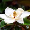 from, My Brooklyn Botanical Garden's Club Southern White Flowering Tulip