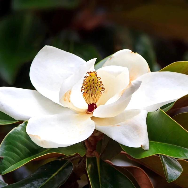 from, My Brooklyn Botanical Garden's Club Southern White Flowering Tulip