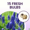 Grape Hyacinth Bulbs - 15 Muscari Armeniacum Bulbs for Planting