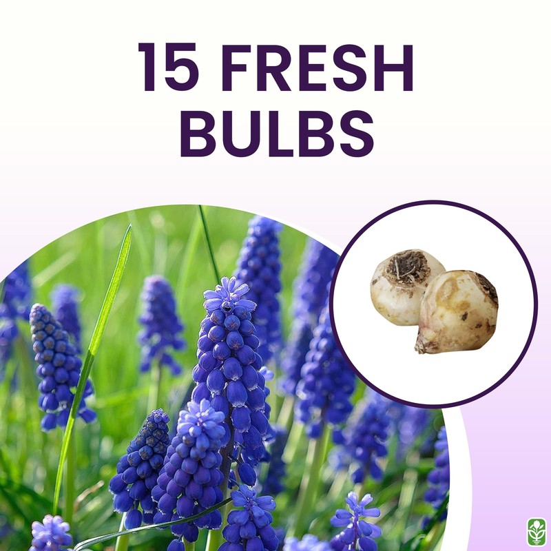Grape Hyacinth Bulbs - 15 Muscari Armeniacum Bulbs for Planting