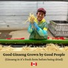 Canadian Vita Ginseng Capsules - Immune System and Energy Support