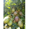 Passion Fruit Tree 10” With Pot Live Plant Ready To
