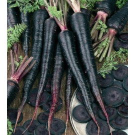Sunshine Seeds Black Nebula Carrot Seeds (100) / ORGANIC / FLORIDA GROWN / RARE