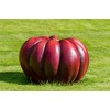 Rouge Vif D'Etampes Pumpkin Seeds for Planting (10 Seeds) -