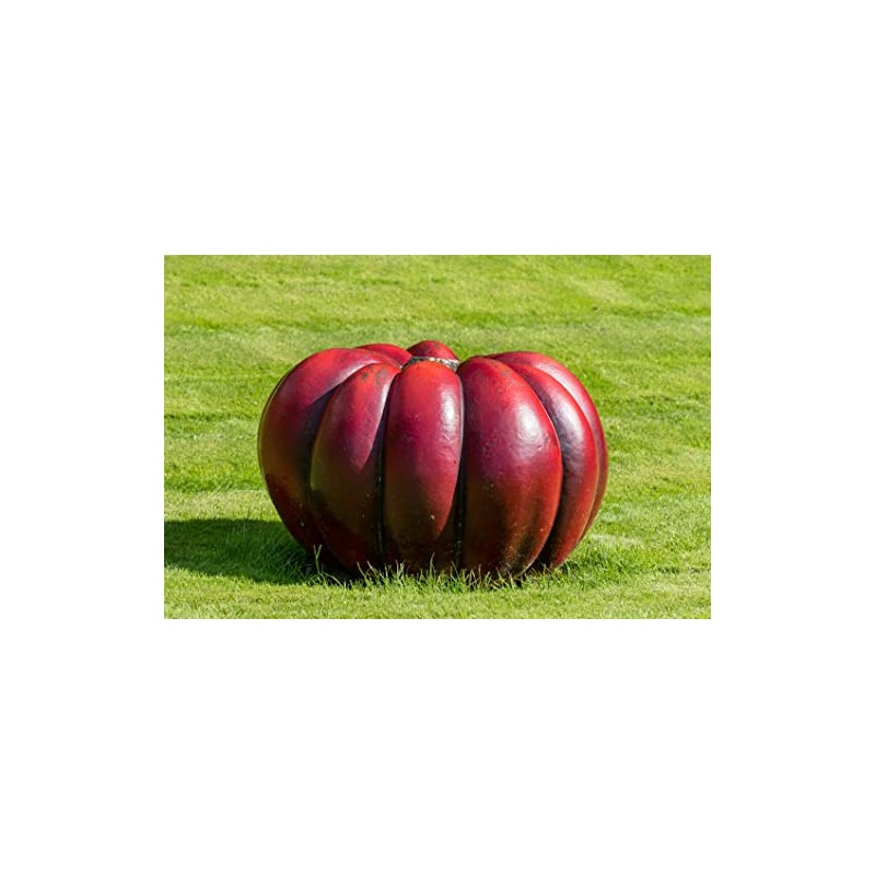 Rouge Vif D'Etampes Pumpkin Seeds for Planting (10 Seeds) -