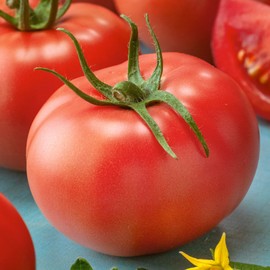 Super Sioux Tomato Seeds - 300 Mg Packet ~65 Seeds - Non-GMO - Vegetable Garden - Solanum lycopersicum