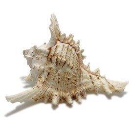 Eden Seashell Sea Gift Large Size Avenue Shells Set of 2 Photography Props Hawaiian Marine Interior Long Side 3.9-4.7 inches (100-120 mm) [S-34]