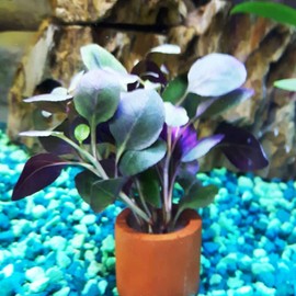 Mainam Dwarf Lobelia Cardinalis Freshwater Live Aquarium Plants Bundle Tropical Aquatic Water Plant Decorations