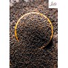 Jiva Organic Black Mustard Seeds Whole 2.75 Pound Bulk Bag