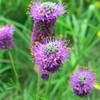 Little Seed Store 501+PURPLE PRAIRIE CLOVER Seeds Wildflower Nitrogen Fixing