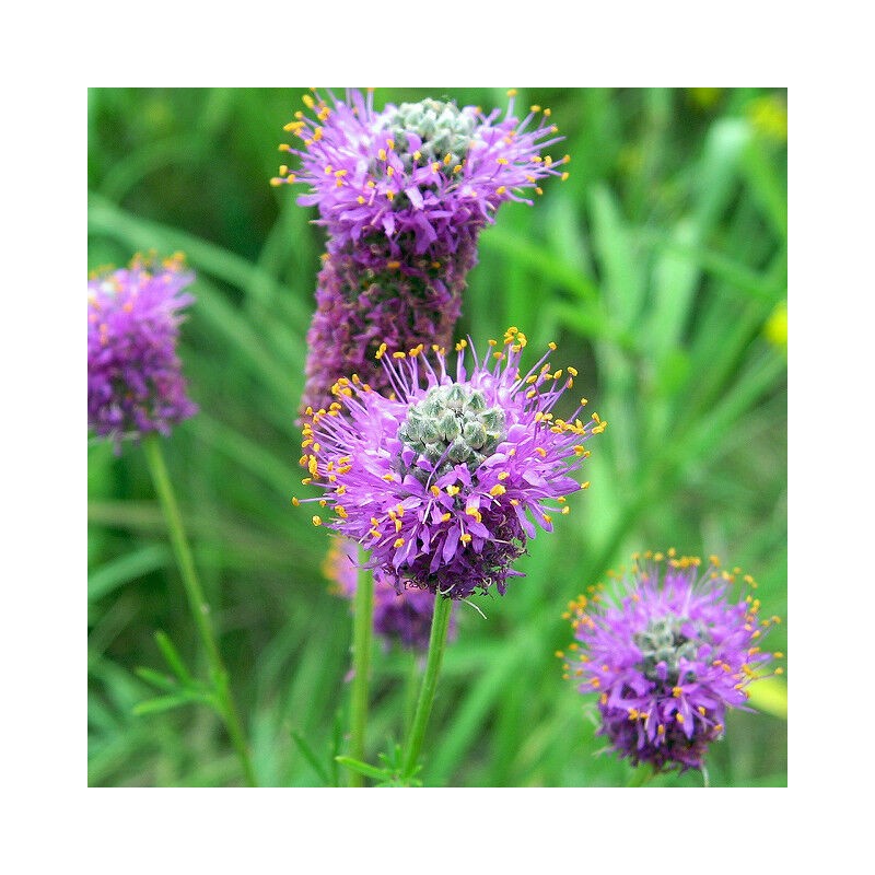 Little Seed Store 501+PURPLE PRAIRIE CLOVER Seeds Wildflower Nitrogen Fixing