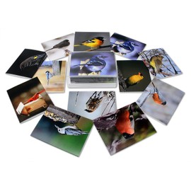 Song Bird Greeting Cards With Identification Card - 12 Different Birds - Blank on the Inside - 5.5" x 4.25" (24 Pack)