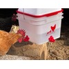 RentACoop 2 Gallon Chicken BPA-Free Plastic Bucket Waterer Set with