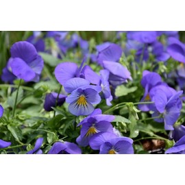 15 Seeds Pansy Seeds Cool Wave Blue Skies Trailing Pansy (Hanging Pansy) eldcy (Seeds)