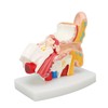 Human Ear Anatomical Model Clear Structure Simulation Inner Ear Model