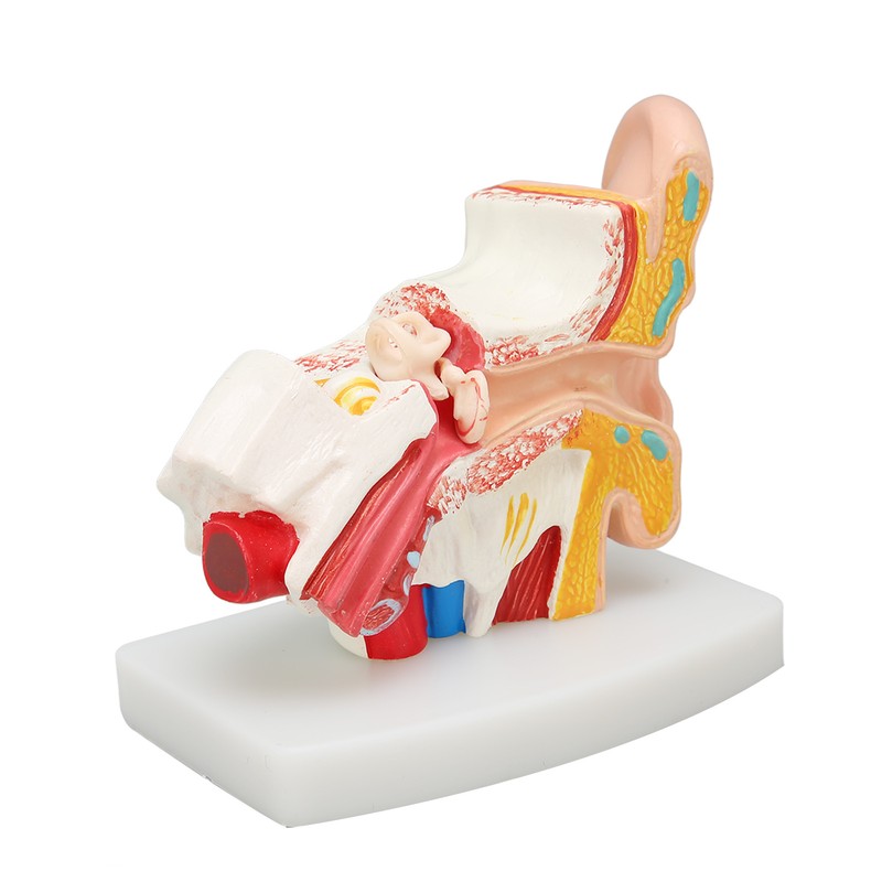 Human Ear Anatomical Model Clear Structure Simulation Inner Ear Model