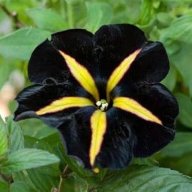 350+ Black Petunia Seeds for Planting - Petunia Flowers Seeds Garden Hanging Baskets Flowers Annual Petunia Plant Seeds