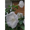 Home Grown 170÷180 Seeds. Datura Stramonium, Jimson Weed, Thorn Apple