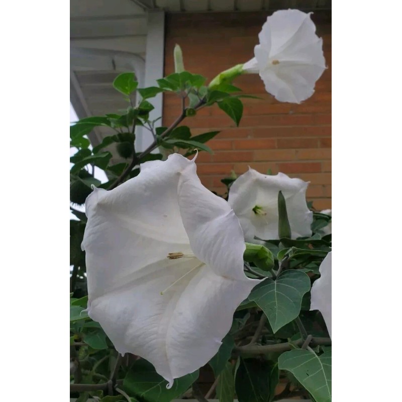 Home Grown 170÷180 Seeds. Datura Stramonium, Jimson Weed, Thorn Apple